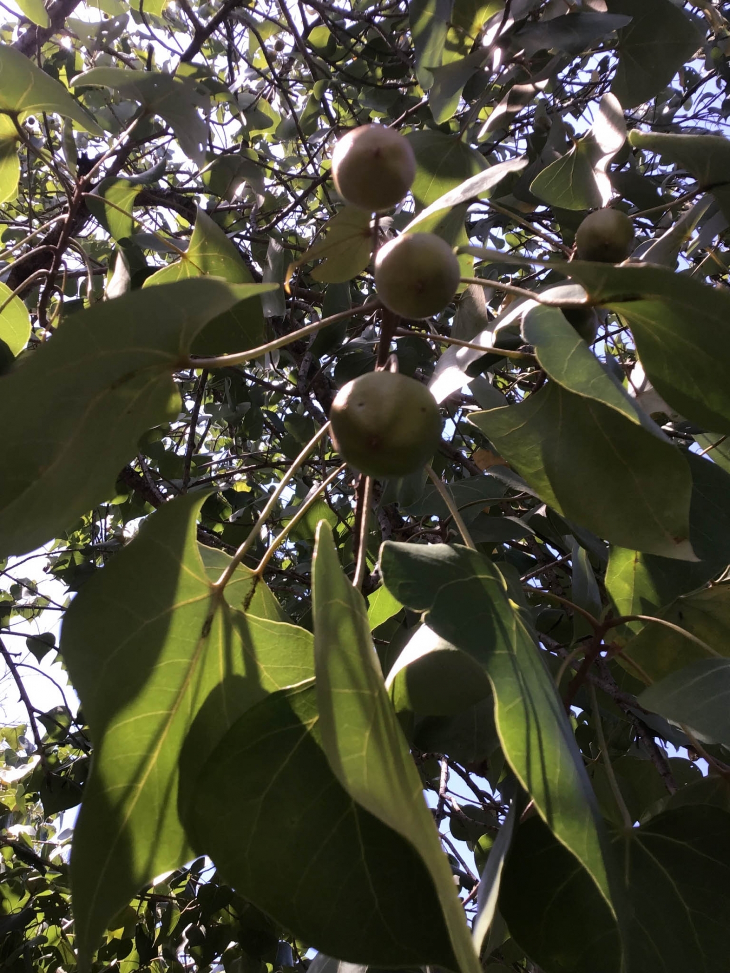 LINE_ALBUM_221104_20